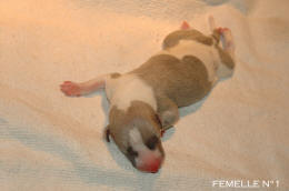 chiot Whippet
