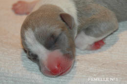 chiot Whippet