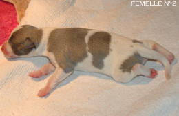chiot Whippet