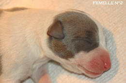 chiot Whippet