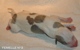 chiot Whippet