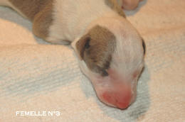 chiot Whippet