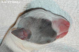 chiot Whippet