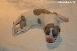 chiot Whippet