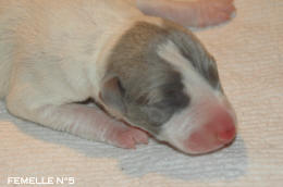 chiot Whippet