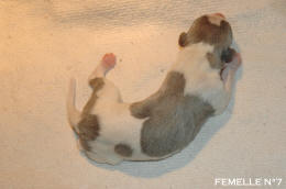 chiot Whippet