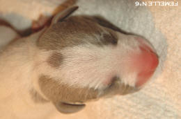 chiot Whippet
