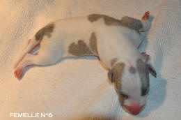 chiot Whippet