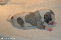 chiot Whippet