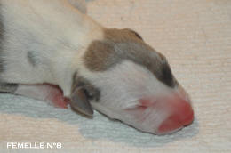 chiot Whippet