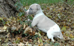 Chiot whippet issu de l'élevage de la Romance des Damoiseaux