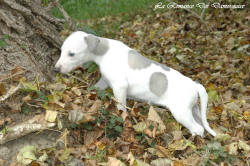 Chiot whippet issu de l'élevage de la Romance des Damoiseaux