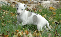 Chiot whippet issu de l'élevage de la Romance des Damoiseaux