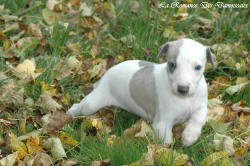 Photo Chiot whippet issu de l'élevage de la Romance des Damoiseaux