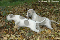 Photo Chiot whippet issu de l'élevage de la Romance des Damoiseaux