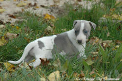 Photo Chiot whippet issu de l'élevage de la Romance des Damoiseaux