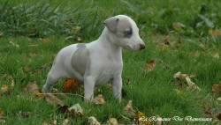 Photo Chiot whippet issu de l'élevage de la Romance des Damoiseaux