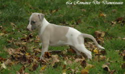 Photo Chiot whippet issu de l'élevage de la Romance des Damoiseaux