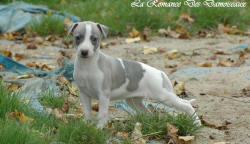 Photo Chiot whippet issu de l'élevage de la Romance des Damoiseaux