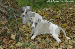 Photo Chiot whippet issu de l'élevage de la Romance des Damoiseaux