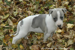 Photo Chiot whippet issu de l'élevage de la Romance des Damoiseaux