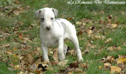 Photo Chiot whippet issu de l'élevage de la Romance des Damoiseaux