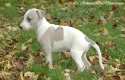 Photo Chiot whippet issu de l'élevage de la Romance des Damoiseaux