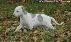 Photo Chiot whippet issu de l'élevage de la Romance des Damoiseaux