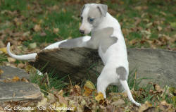 Photo Chiot whippet issu de l'élevage de la Romance des Damoiseaux
