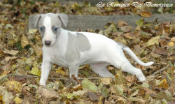 Photo Chiot whippet issu de l'élevage de la Romance des Damoiseaux