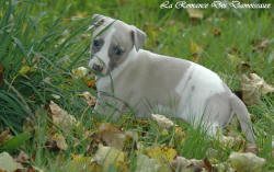 Photo Chiot whippet issu de l'élevage de la Romance des Damoiseaux