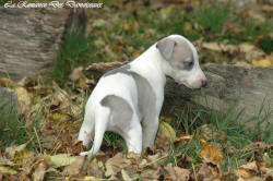 Photo Chiot whippet issu de l'élevage de la Romance des Damoiseaux