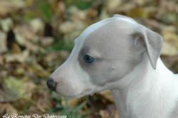 Photo Chiot whippet issu de l'élevage de la Romance des Damoiseaux