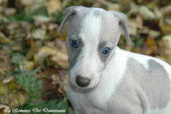 Photo Chiot whippet issu de l'élevage de la Romance des Damoiseaux