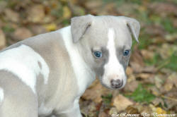 Photo Chiot whippet issu de l'levage de la Romance des Damoiseaux