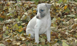 Photo Chiot whippet issu de l'élevage de la Romance des Damoiseaux