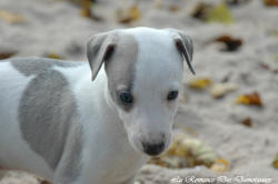 Photo Chiot whippet issu de l'élevage de la Romance des Damoiseaux