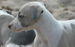Photo Chiot whippet issu de l'élevage de la Romance des Damoiseaux