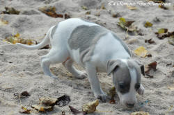 Photo Chiot whippet issu de l'élevage de la Romance des Damoiseaux