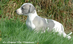 Photo Chiot whippet issu de l'élevage de la Romance des Damoiseaux