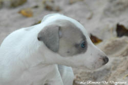 Photo Chiot whippet issu de l'élevage de la Romance des Damoiseaux