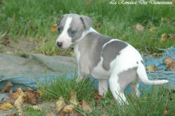 Photo Chiot whippet issu de l'élevage de la Romance des Damoiseaux
