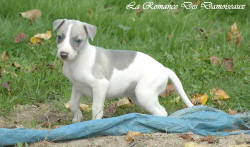 Photo Chiot whippet issu de l'levage de la Romance des Damoiseaux