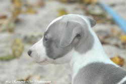 Photo Chiot whippet issu de l'élevage de la Romance des Damoiseaux