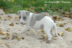 Photo Chiot whippet issu de l'élevage de la Romance des Damoiseaux