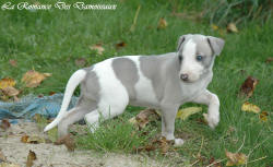 Photo Chiot whippet issu de l'levage de la Romance des Damoiseaux