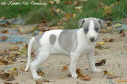 Photo Chiot whippet issu de l'élevage de la Romance des Damoiseaux