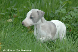 Photo Chiot whippet issu de l'élevage de la Romance des Damoiseaux