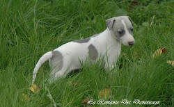 Photo Chiot whippet issu de l'élevage de la Romance des Damoiseaux