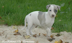 Photo Chiot whippet issu de l'élevage de la Romance des Damoiseaux